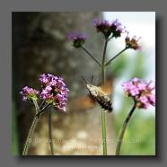 Verveine de Buenos-Aires Verbena bonariensis (le jardin de la poterie Hillen) www.poterie.fr